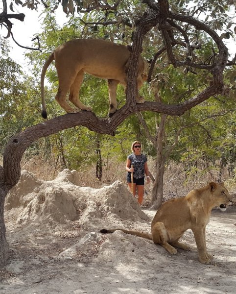 DOGS HARMONY - Educateur Canin - Comportementaliste - Coach Canin - Education canine