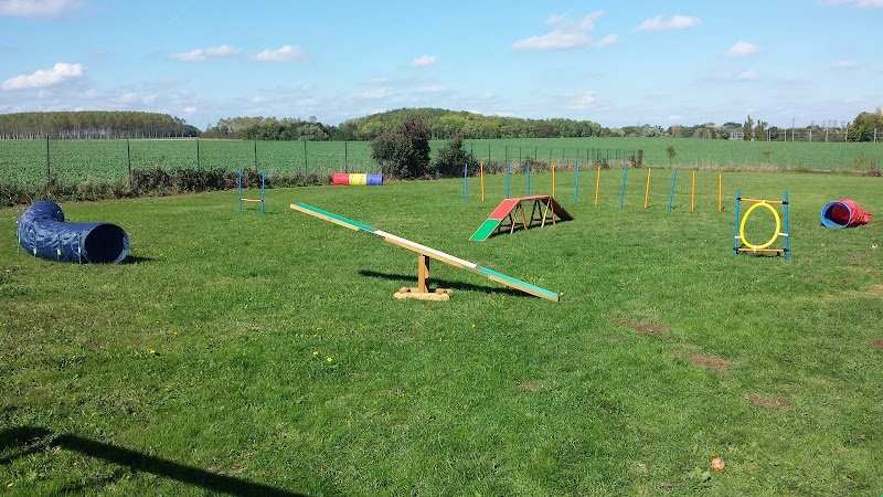 DOGS HARMONY - Educateur Canin - Comportementaliste - Coach Canin - Education canine - photo 2