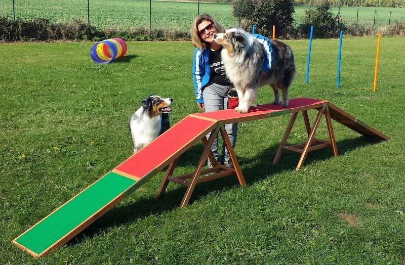 DOGS HARMONY - Educateur Canin - Comportementaliste - Coach Canin - Education canine - photo 3