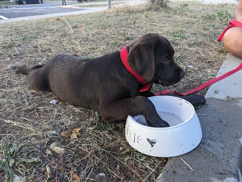 Entre Chien Et Vous - photo 2