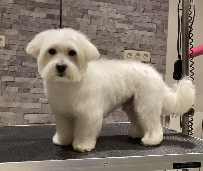 Beauté Canine - photo 2