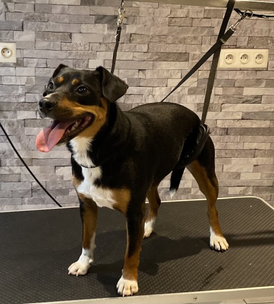 Beauté Canine - photo 3