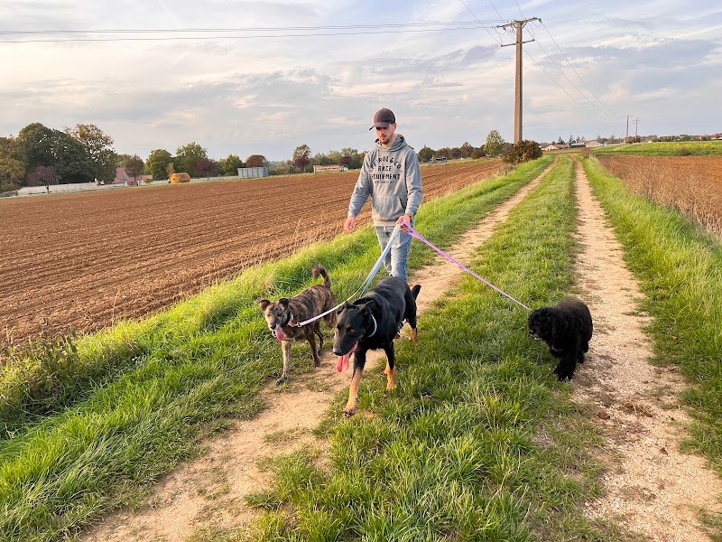 Dogs Vibes - Quentin NOEL - photo 2