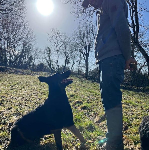 Dogs Vibes - Quentin NOEL - photo 3