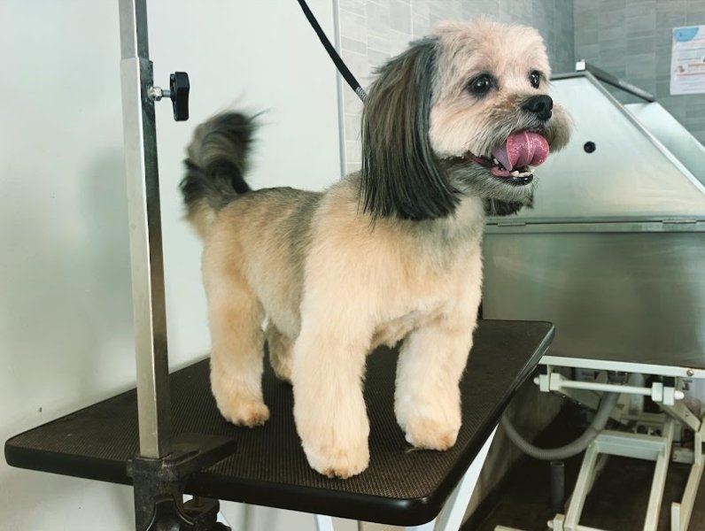 IDEAL CANIN - photo 2