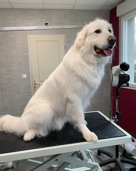 IDEAL CANIN - photo 3