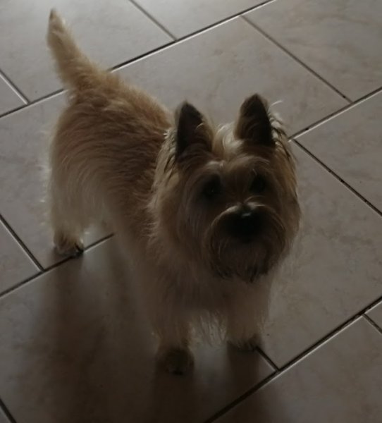 Paris Christophe - Toilettage Canin - photo 2