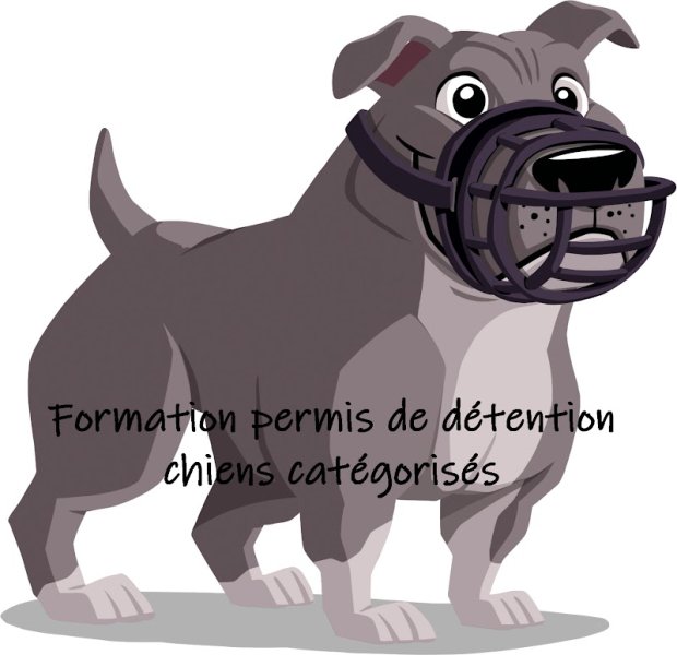 Smiling Dog Educateur Canin Comportementaliste