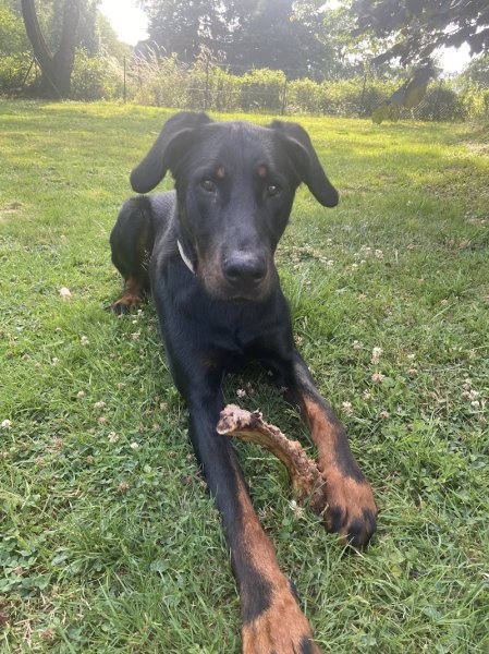 Smiling Dog Educateur Canin Comportementaliste - photo 2