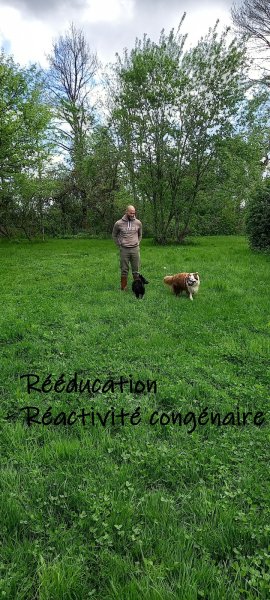 Smiling Dog Educateur Canin Comportementaliste - photo 3