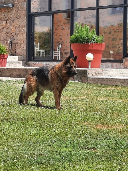 Des Légendaires Nahauri : Berger allemand, Golden retriever| Pension/éducation canine| Alimentation