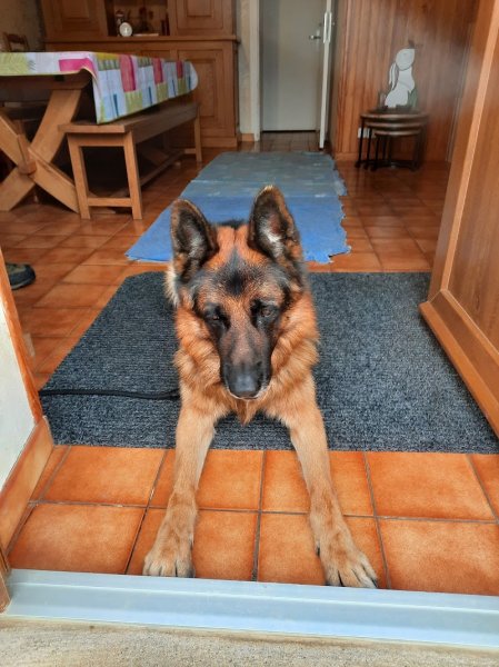 Des Légendaires Nahauri : Berger allemand, Golden retriever| Pension/éducation canine| Alimentation - photo 2