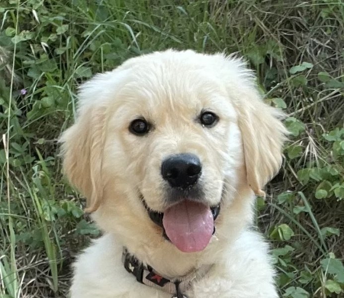 Des Légendaires Nahauri : Berger allemand, Golden retriever| Pension/éducation canine| Alimentation - photo 3