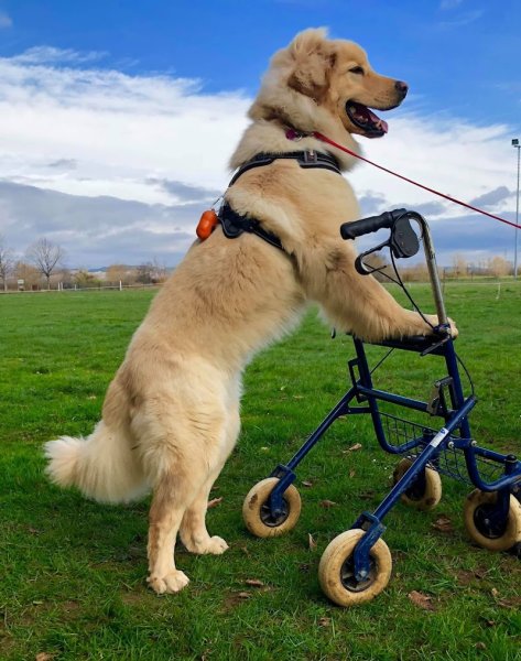 Association Canine Empreintes CYNO21 - photo 2