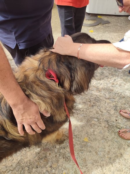 Association Canine Empreintes CYNO21 - photo 3