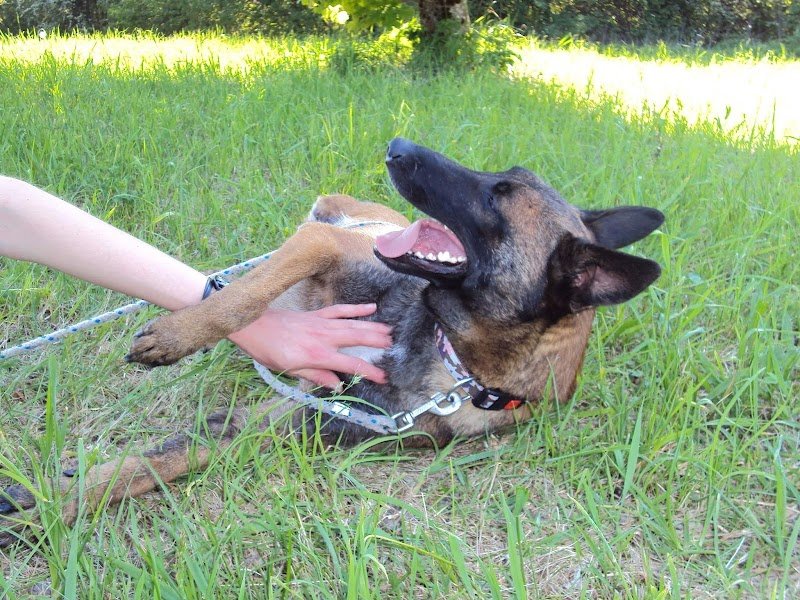 CYNOCOMM' Comportement canin et fleurs de Bach - photo 1