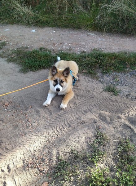 CYNOCOMM' Comportement canin et fleurs de Bach - photo 2