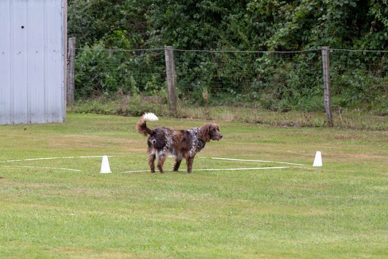 Club canin lamarchoise - photo 1