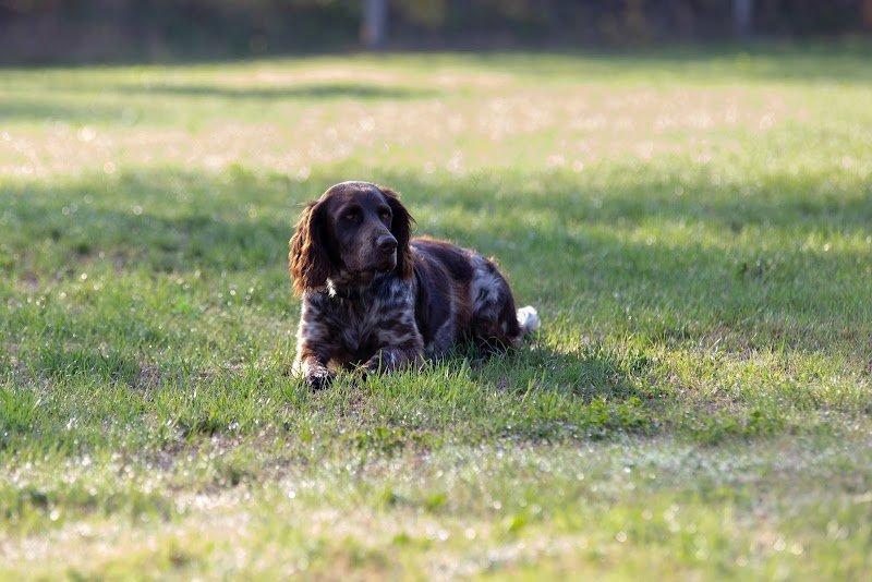 Club canin lamarchoise - photo 3
