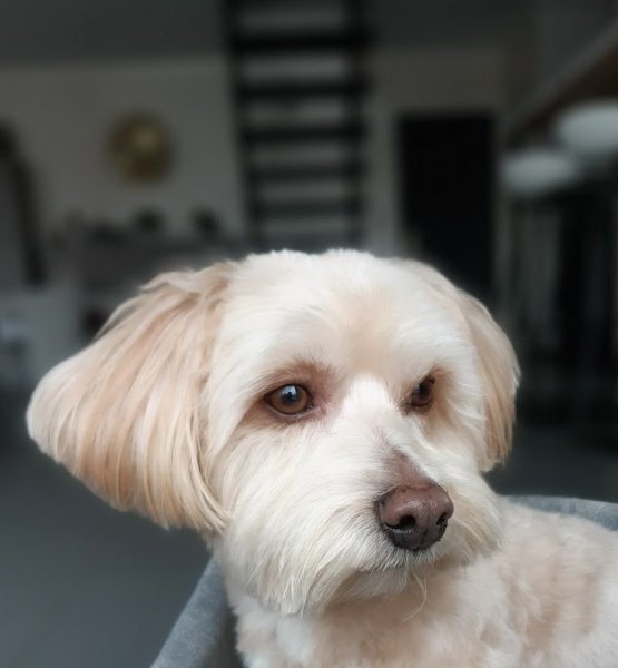 Au Chien Beaute - photo 2