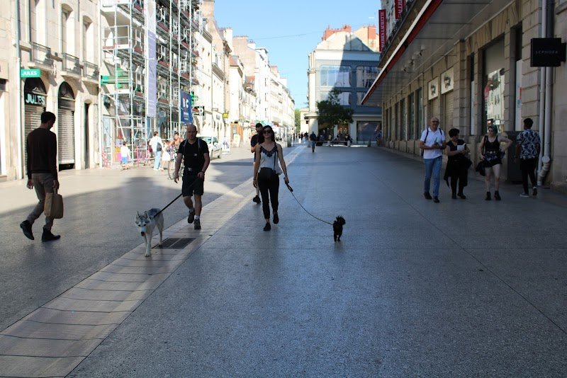 Dog Starter | Educateur Comportementaliste Canin Dijon - photo 2