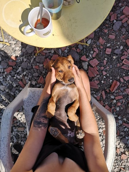 Dogs Mom Education Canine