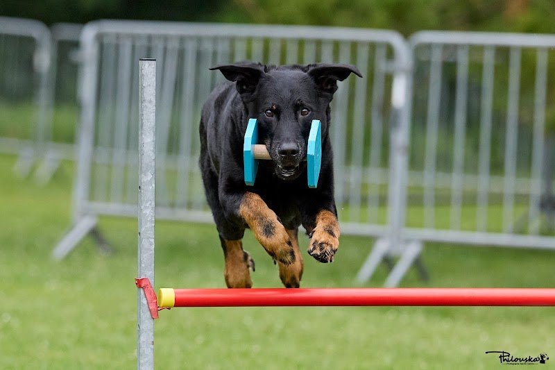 Cercle Cynophile Damparisien