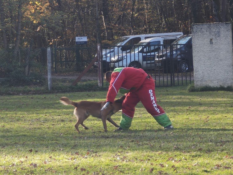 Cercle Cynophile Damparisien - photo 2