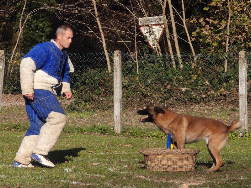 Cercle Cynophile Damparisien - photo 3