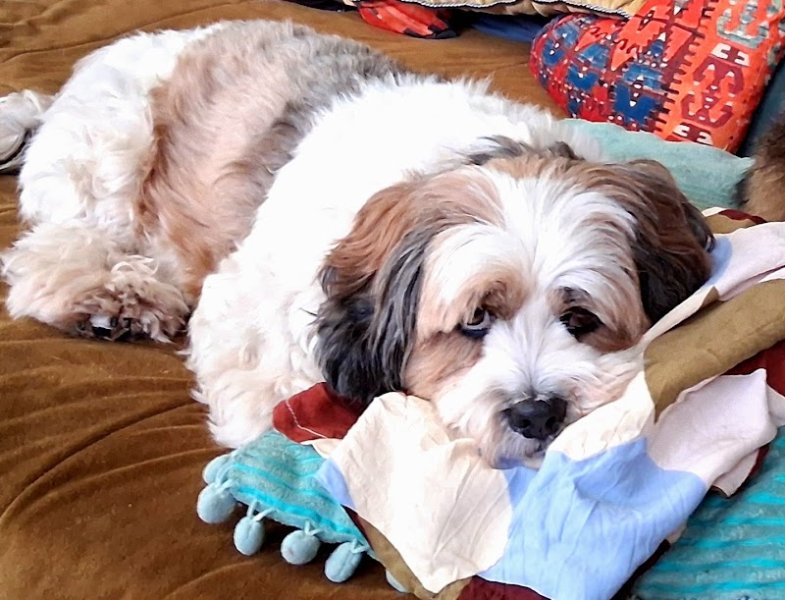 Alexandra Education canine 78 - photo 3