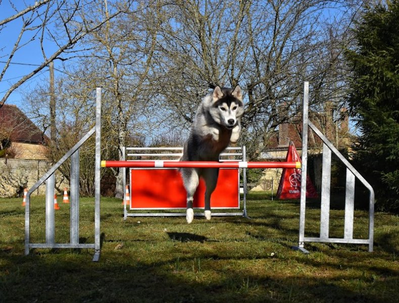 Éducateur canin - Nicolas Roussoulet