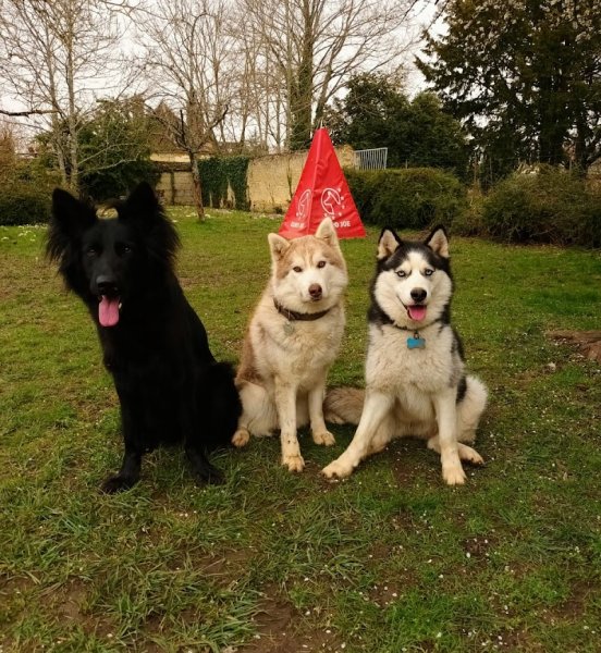 Éducateur canin - Nicolas Roussoulet - photo 3