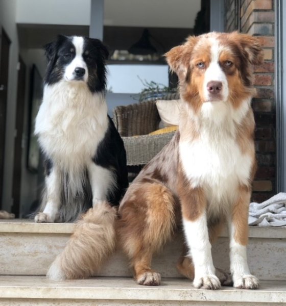 Un Amour de Chien, éducation et comportement canin Hauts de Seine (92) - photo 2