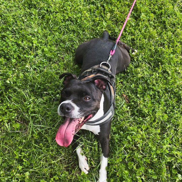 Canine Love Educatrice et comportementaliste 92