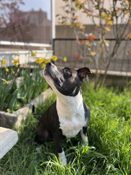 Canine Love Educatrice et comportementaliste 92 - photo 3