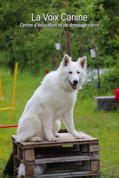 La Voix Canine - photo 2