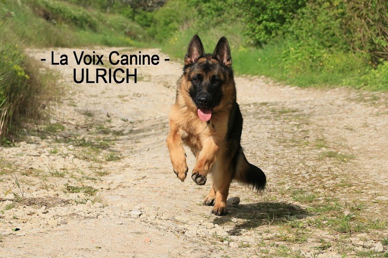 La Voix Canine - photo 3