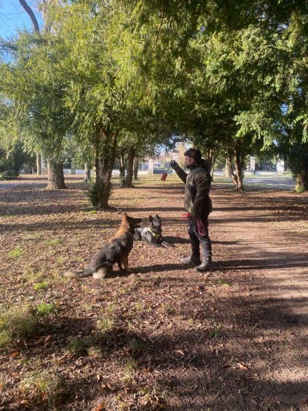 Nicolas Legrand : Éducateur Canin Comportementaliste - photo 3