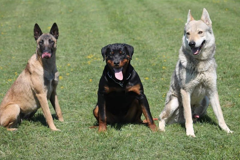 Club d'éducation canine champlitte - photo 1