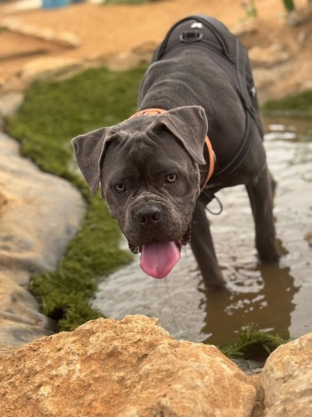 Fun'Zen Dog - photo 2