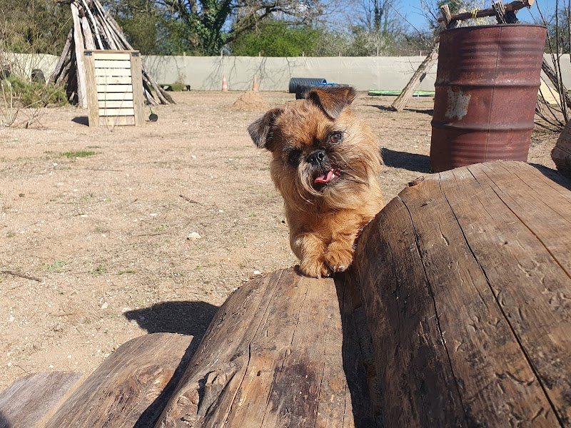 Fun'Zen Dog - photo 3