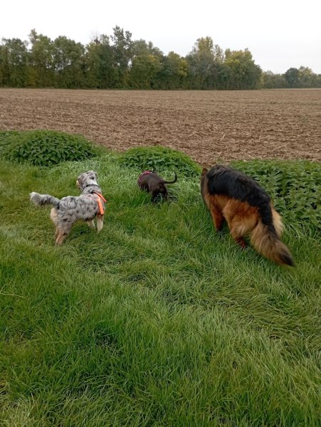 Alpha Dogkey - photo 2