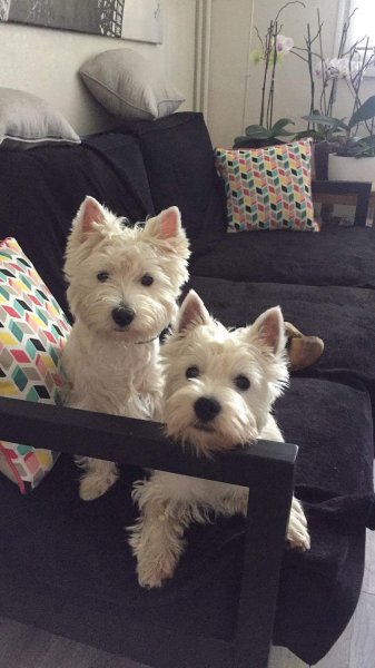 Alpha Dogkey - photo 3