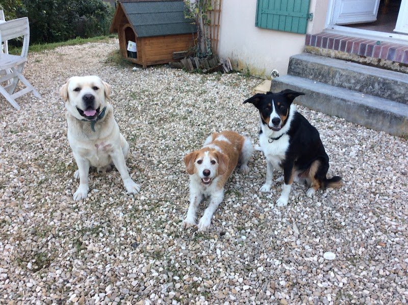 Educ'N Fun, l'education canine complice - photo 2