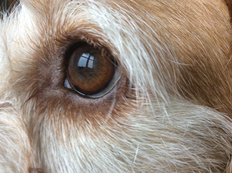 Educ'N Fun, l'education canine complice - photo 3