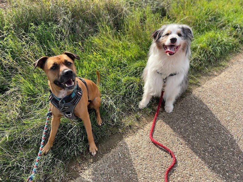 Can'équilibre Educateur Canin-Comportementaliste-Pension Familiale - photo 1