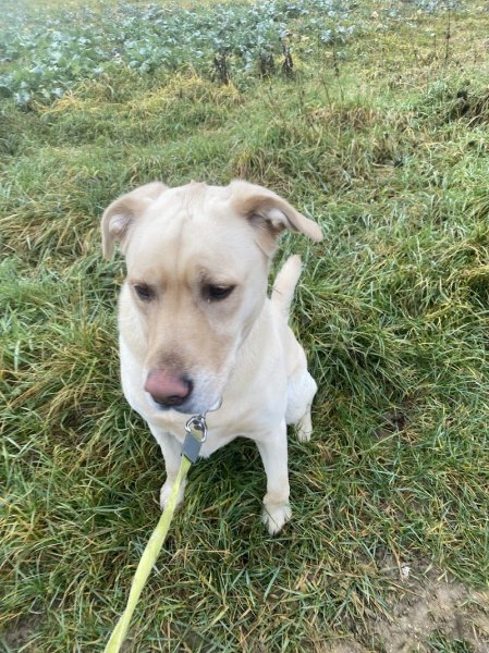 Can'équilibre Educateur Canin-Comportementaliste-Pension Familiale - photo 2