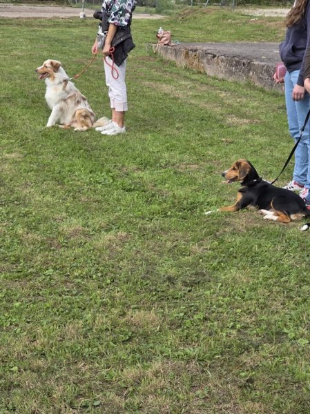 Can'équilibre Educateur Canin-Comportementaliste-Pension Familiale - photo 3