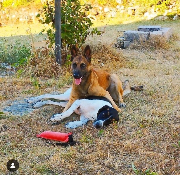 Luxi Dog - éducateur comportementaliste canin