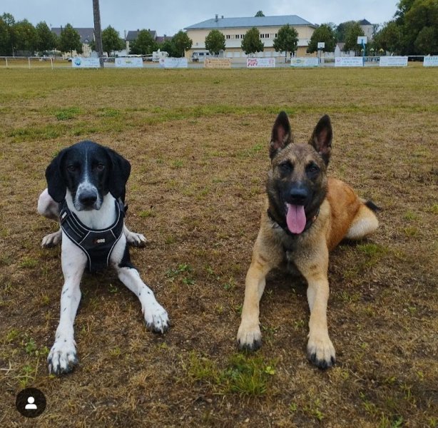 Luxi Dog - éducateur comportementaliste canin - photo 2